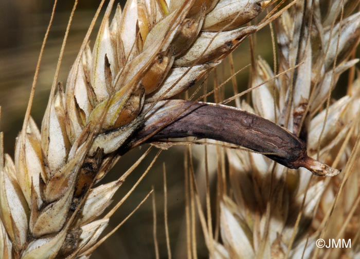 Claviceps purpurea = Ergot de seigle Claviceps purpurea = Ergot de seigle